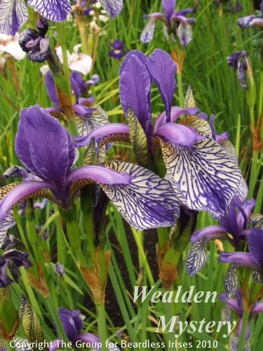 sib Wealden Mystery 
